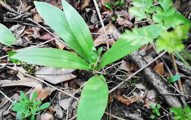 川贝母属于什么植物类型的(川贝母属于什么植物类型)